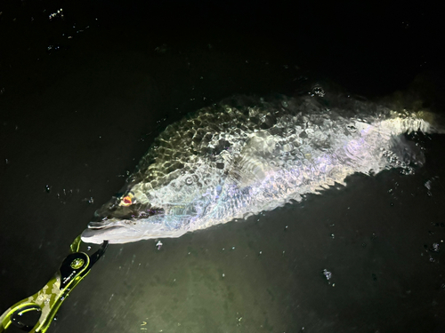 アカメの釣果