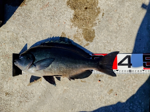 クチブトグレの釣果