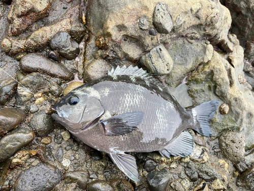 メジナの釣果