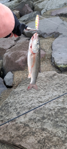 ウグイの釣果