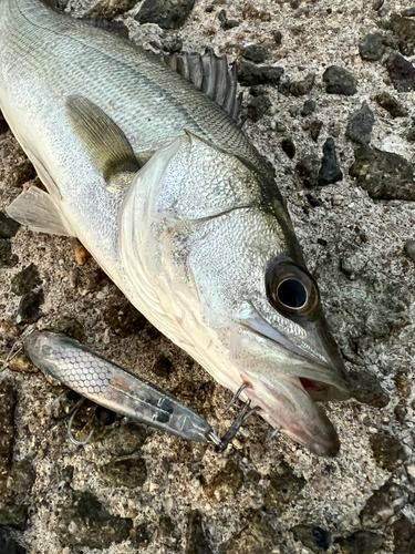 スズキの釣果