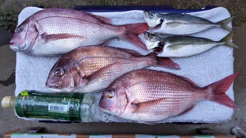 マダイの釣果