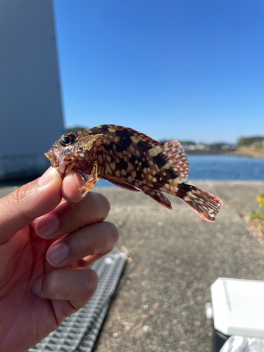 カサゴの釣果