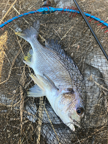 キビレの釣果