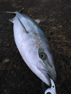 ヤズの釣果