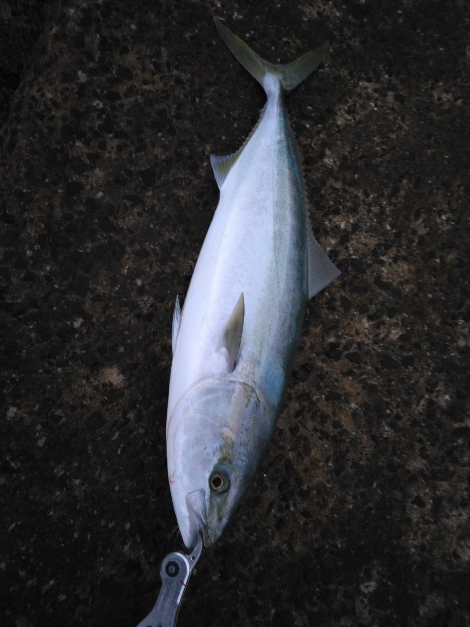 TK潤さんの釣果 2枚目の画像