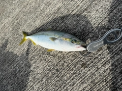 イナダの釣果