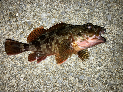 カサゴの釣果