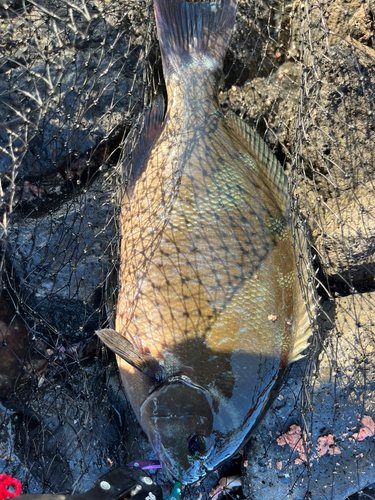 クロの釣果