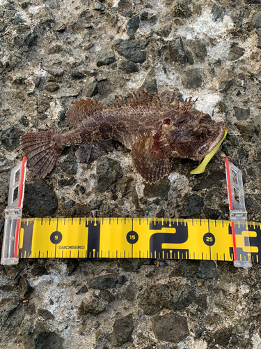 トウベツカジカの釣果