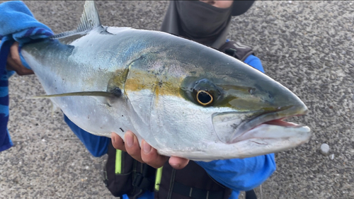 ヒラマサの釣果