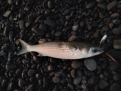 ボラの釣果