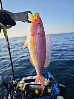 イトヨリダイの釣果