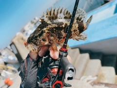 タケノコメバルの釣果