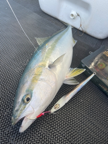 メジロの釣果