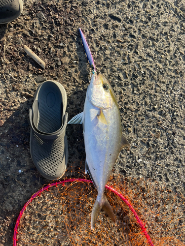 ネリゴの釣果