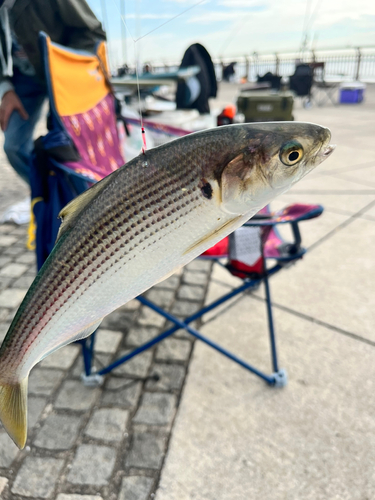 コノシロの釣果