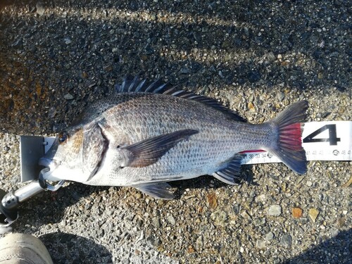 チヌの釣果