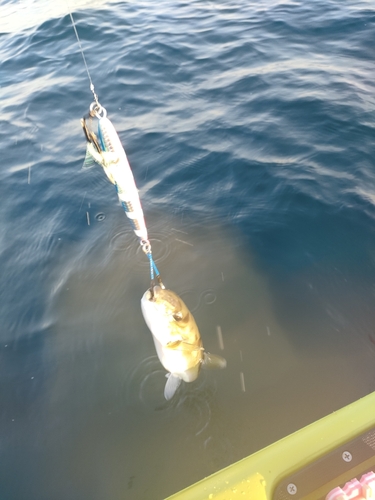 シロサバフグの釣果