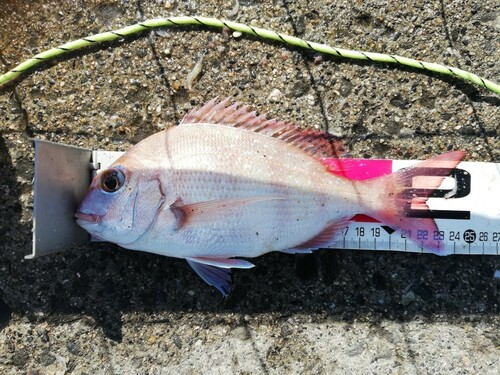 マダイの釣果