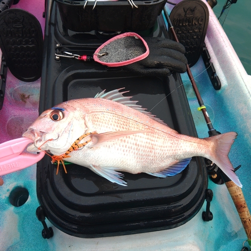 マダイの釣果