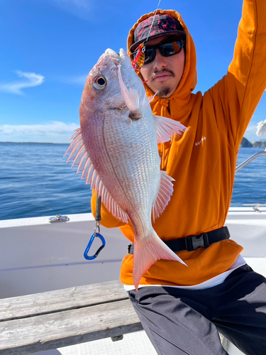 マダイの釣果