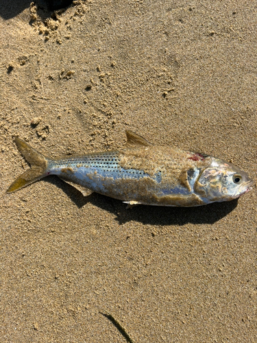 コノシロの釣果