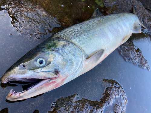 アキアジの釣果