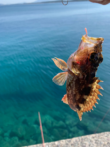 カサゴの釣果