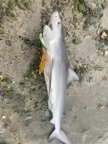 サメの釣果