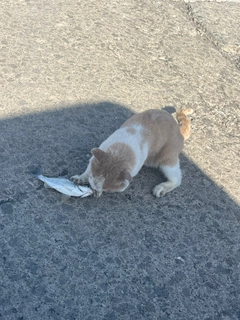 ヘダイの釣果