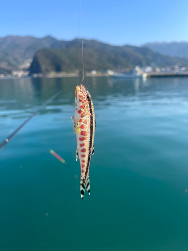 ヨメヒメジの釣果