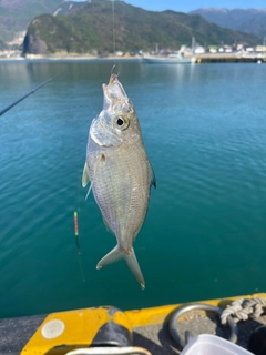 クロサギの釣果