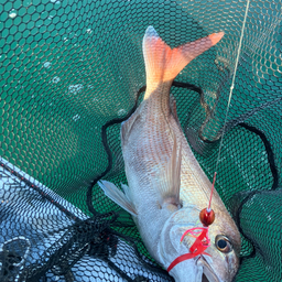 ちゃごの釣果