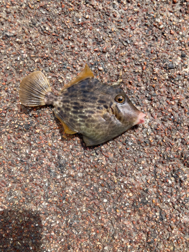 カワハギの釣果