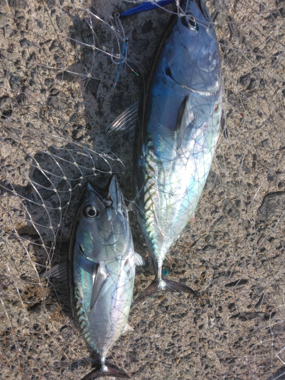 TK潤さんの釣果 2枚目の画像