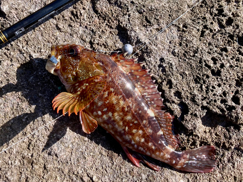 カサゴの釣果