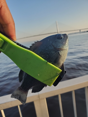 メジナの釣果