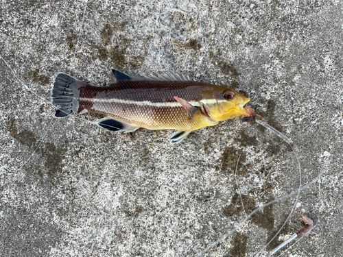 コブダイの釣果