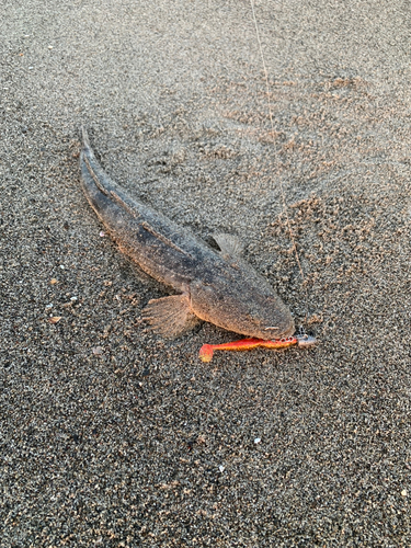 コチの釣果