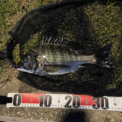 クロダイの釣果