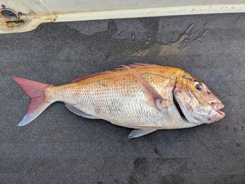 マダイの釣果