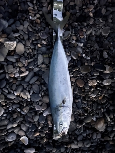 ワラサの釣果