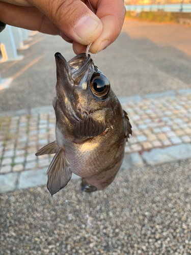 メバルの釣果