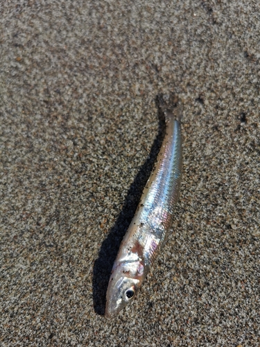 キスの釣果