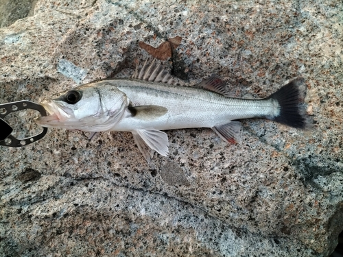 セイゴ（マルスズキ）の釣果