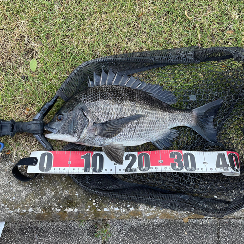 クロダイの釣果