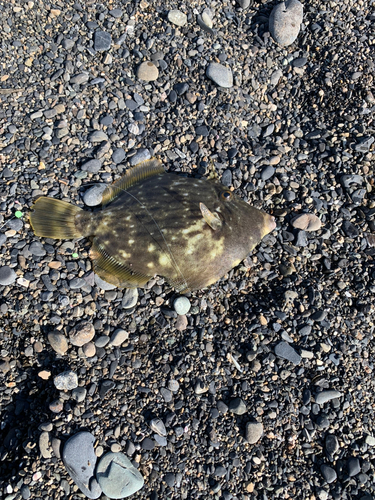 カワハギの釣果