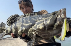 ハタの釣果