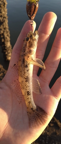 ウロハゼの釣果